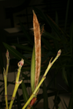 Nerium oleander RCP4-2015 100 Seed pods.JPG